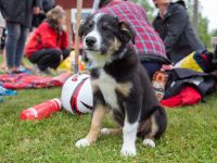 MG 8210 : Dalsland, Stora matchen, Sverige