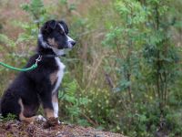 MG 8434 : Dalsland, Stora matchen, Sverige